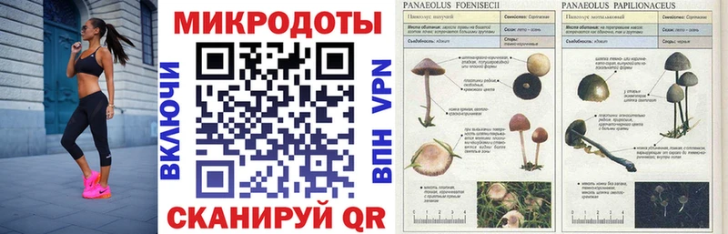 Псилоцибиновые грибы Psilocybe  Гремячинск 
